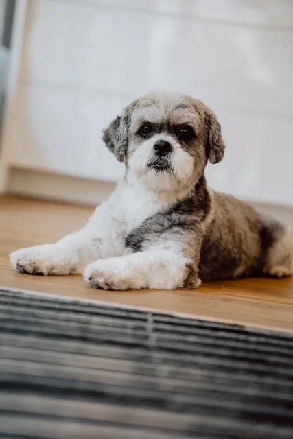 Therapiehund Mr. Bolt in der Atemlounge Überlingen